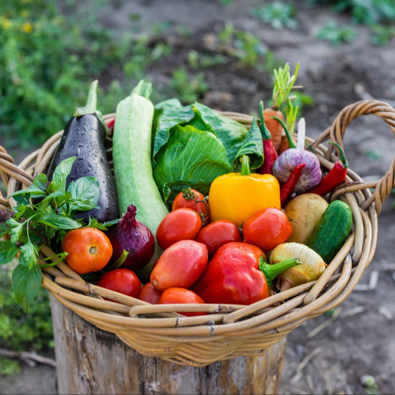 Pletena košara puna rajčica, paprika, patlidžana, tikvica i drugog povrća